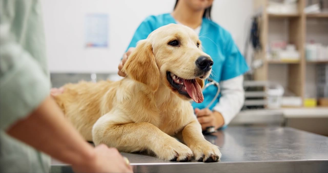 pet forward urgent care slider1