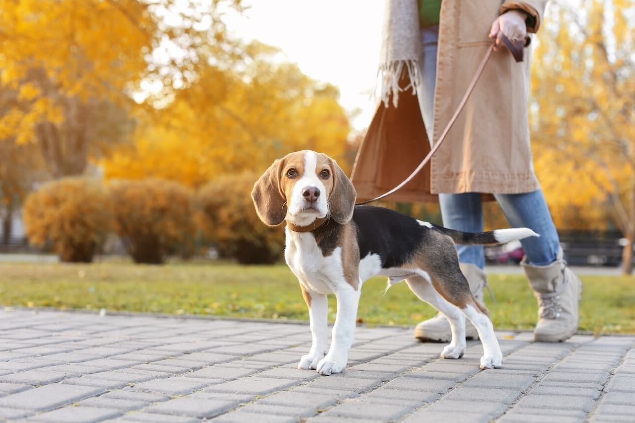 Pet Forward Urgent Care Slider 3