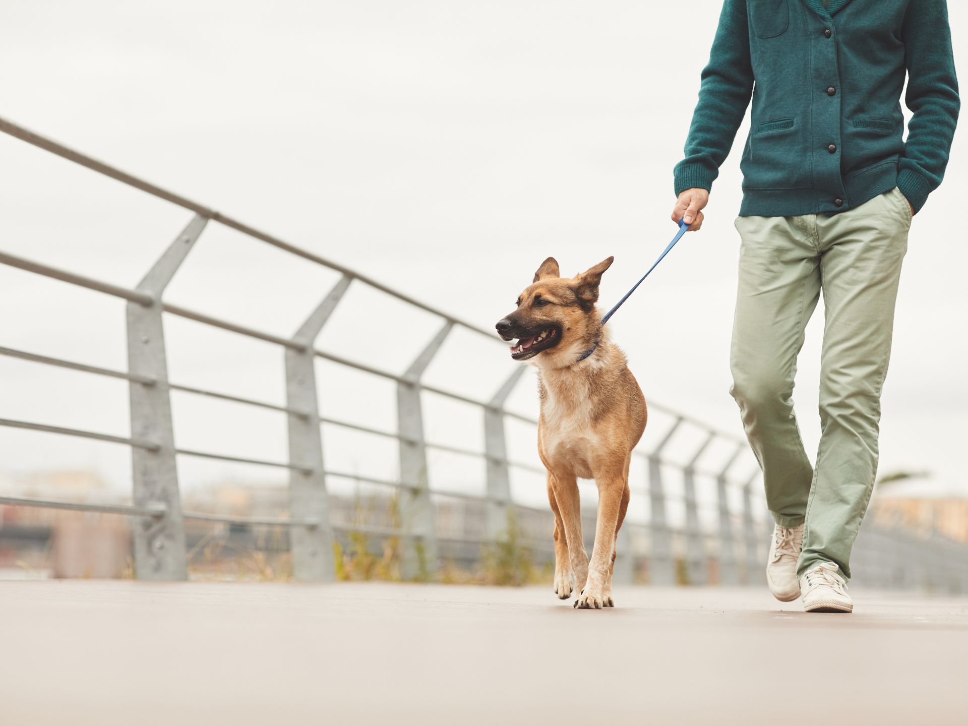 dog on bridge